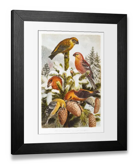 Framed Print : Pine grosbeak and Crossbill engraving 1882 Framed Print : Pine grosbeak and Crossbill engraving 1882