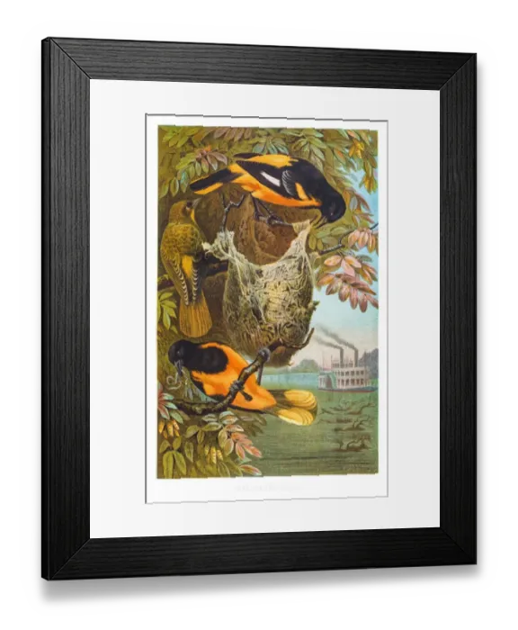 Framed Print : Baltimore oriole illustration 1882 Framed Print : Baltimore oriole illustration 1882