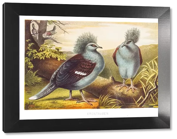 Western crowned pigeon 1882