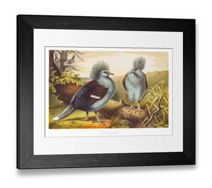 Framed Print : Western crowned pigeon 1882 Framed Print : Western crowned pigeon 1882