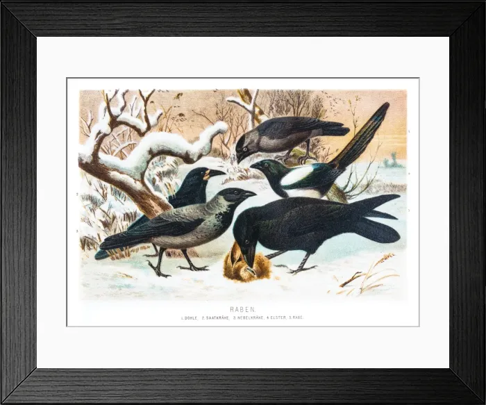 Framed Print : Ravens in the snow illustration 1882 Framed Print : Ravens in the snow illustration 1882