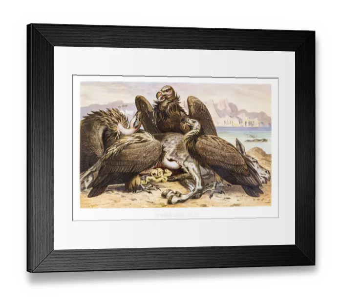 African Vultures Engraving Print 1882 Brehms Thierleben. Art