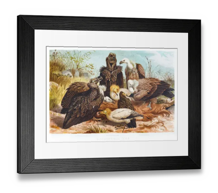 Framed Print : Vultures illustration 1882 Framed Print : Vultures illustration 1882