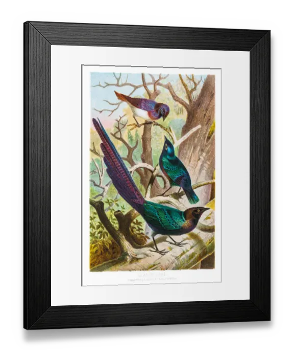 Framed Print : Starlings illustration 1882 Framed Print : Starlings illustration 1882