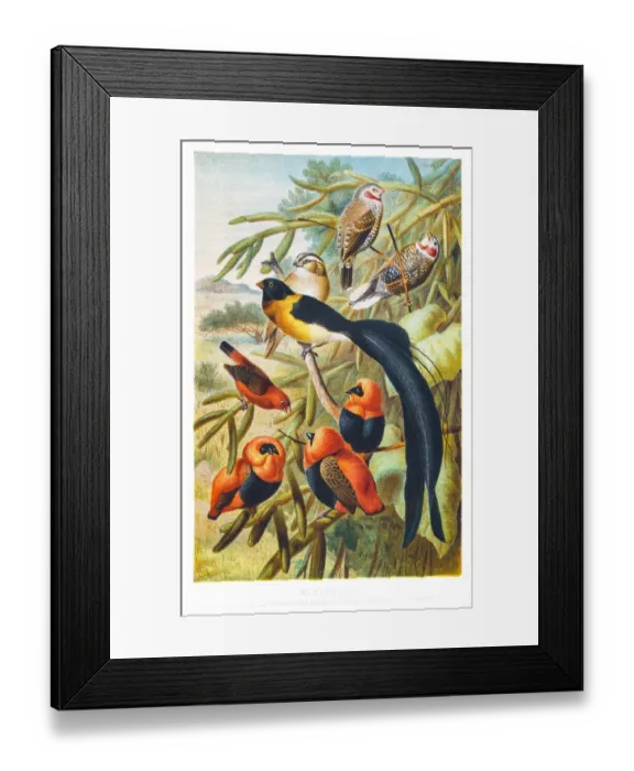 Framed Print : Weaver birds illustration 1882 Framed Print : Weaver birds illustration 1882