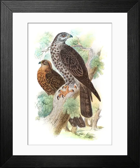 Framed Print : honey buzzard engraving 1896 Framed Print : honey buzzard engraving 1896