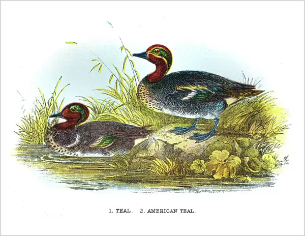 Teal duck engraving 1896