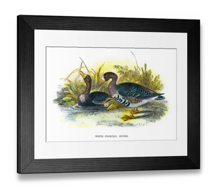Framed Print : White-fronted goose illustration 1896 Framed Print : White-fronted goose illustration 1896