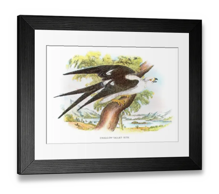 Framed Print : Swallow-tailed kite engraving 1896 Framed Print : Swallow-tailed kite engraving 1896