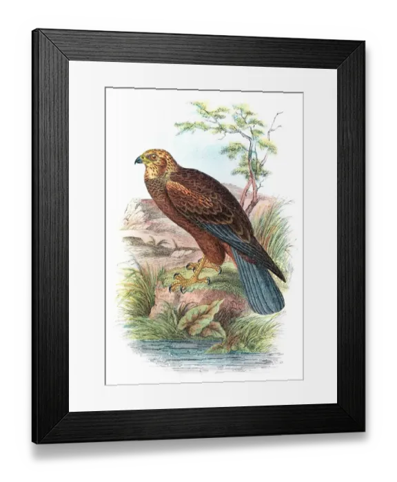 Framed Print : Marsh harrier engraving 1896 Framed Print : Marsh harrier engraving 1896