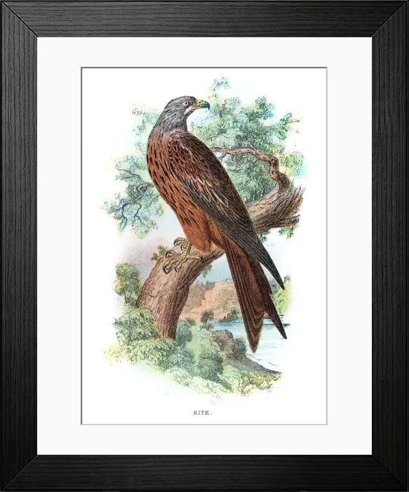 Framed Print : Kite bird engraving 1896 Framed Print : Kite bird engraving 1896
