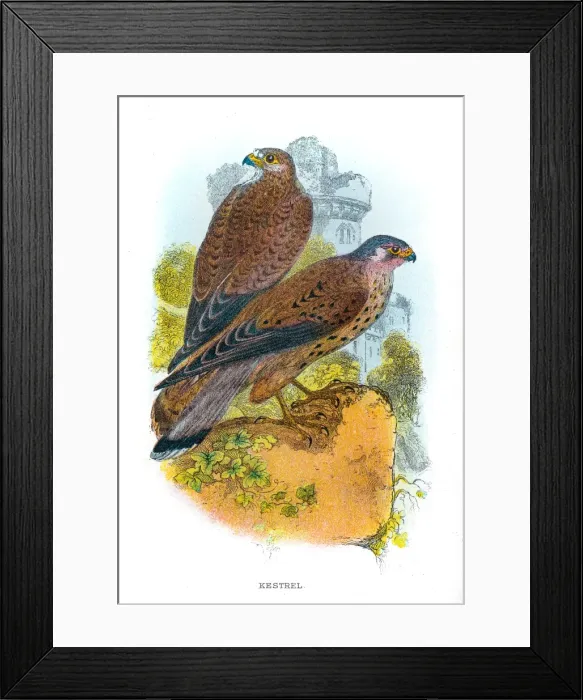 Framed Print : Kestrel falcon engraving 1896