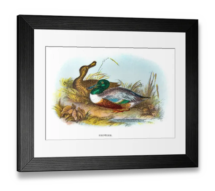 Framed Print : Northern shoveler engraving 1896 Framed Print : Northern shoveler engraving 1896