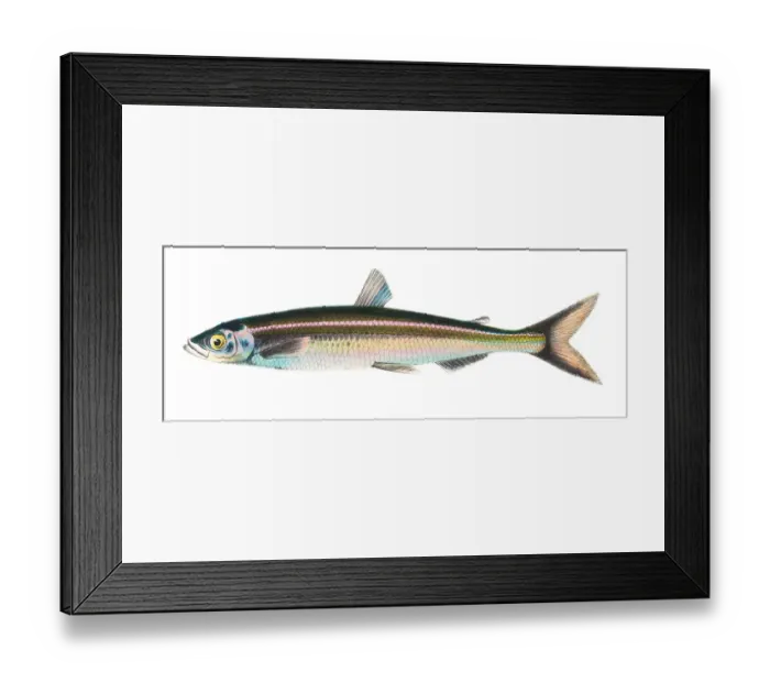 Framed Print : Japanese Salmon illustration 1856 Framed Print : Japanese Salmon illustration 1856