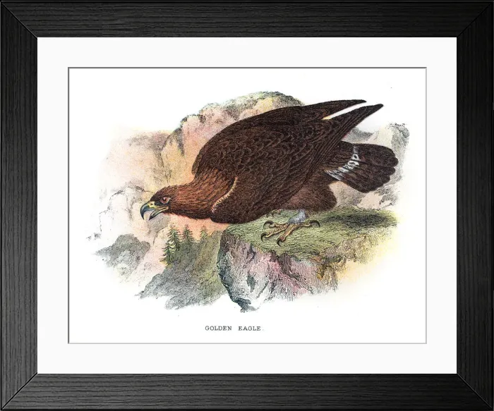 Framed Print : Golden eagle illustration 1896 Framed Print : Golden eagle illustration 1896