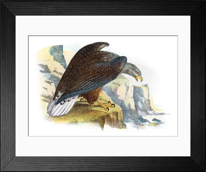 Framed Print : White tailed sea eagle illustration 1896 Framed Print : White tailed sea eagle illustration 1896