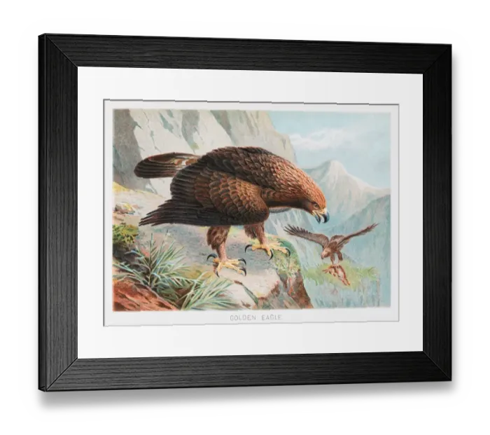 Framed Print : Golden Eagle illustration 1895 Framed Print : Golden Eagle illustration 1895