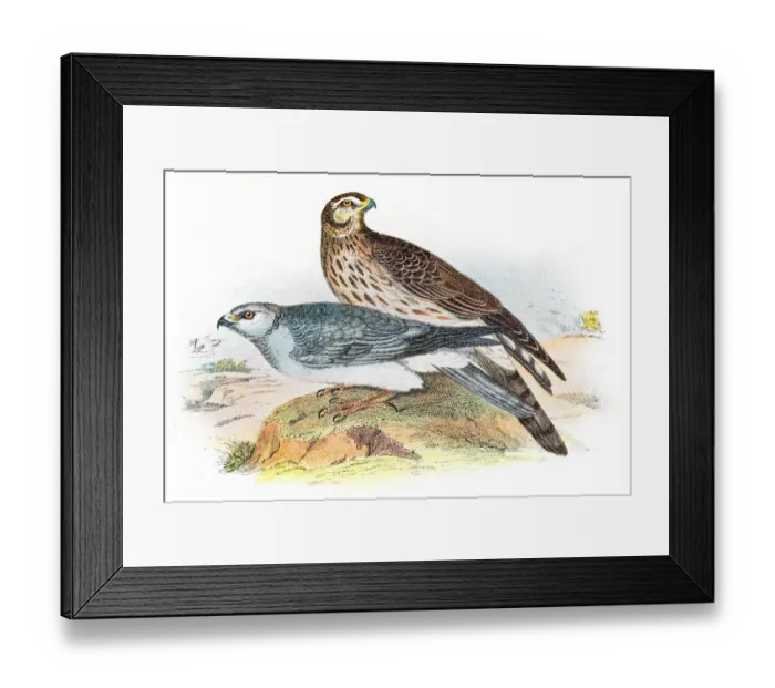 Framed Print : Hen harrier engraving 1896 Framed Print : Hen harrier engraving 1896