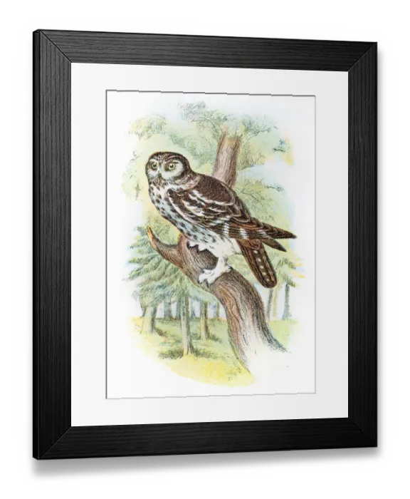 Framed Print : Boreal owl engraving 1896 Framed Print : Boreal owl engraving 1896