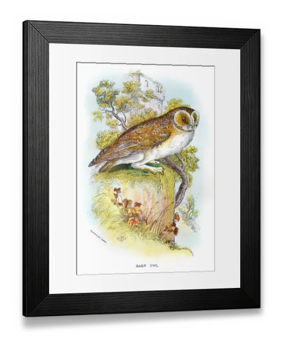 Framed Print : Barn Owl engraving 1896 Framed Print : Barn Owl engraving 1896