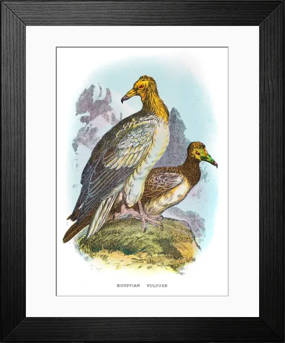 Framed Print : Egyptian Vulture engraving 1896 Framed Print : Egyptian Vulture engraving 1896
