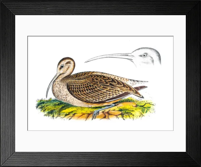 Framed Print : BIrd Curlew engraving 1856 Framed Print : BIrd Curlew engraving 1856