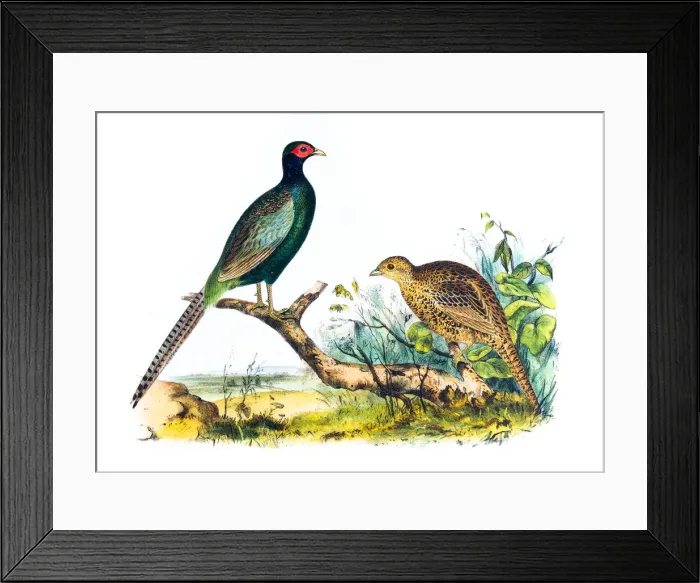 Framed Print : Pheasant birds illustration 1856 Framed Print : Pheasant birds illustration 1856