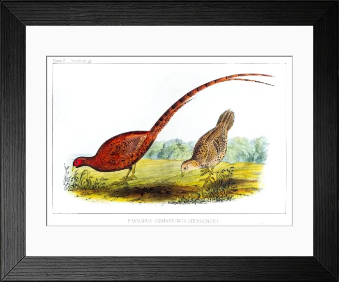 Framed Print : Copper Pheasant illustration 1856 Framed Print : Copper Pheasant illustration 1856