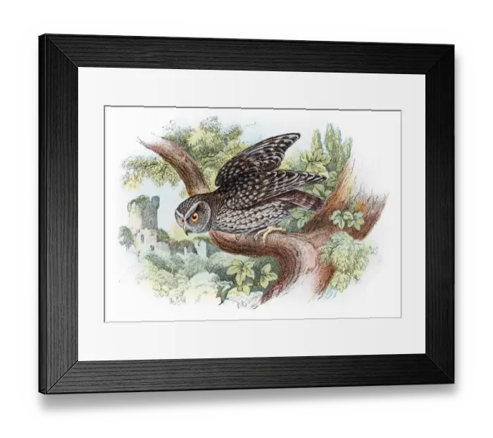 Framed Print : Little owl engraving 1896