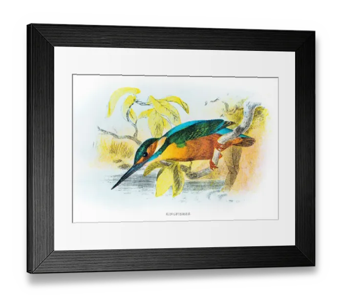 Framed Print : Kingfisher engraving 1896 Framed Print : Kingfisher engraving 1896