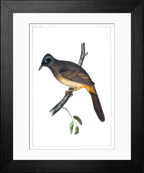 Framed Print : Masked Laughingthrush illustration 1856 Framed Print : Masked Laughingthrush illustration 1856