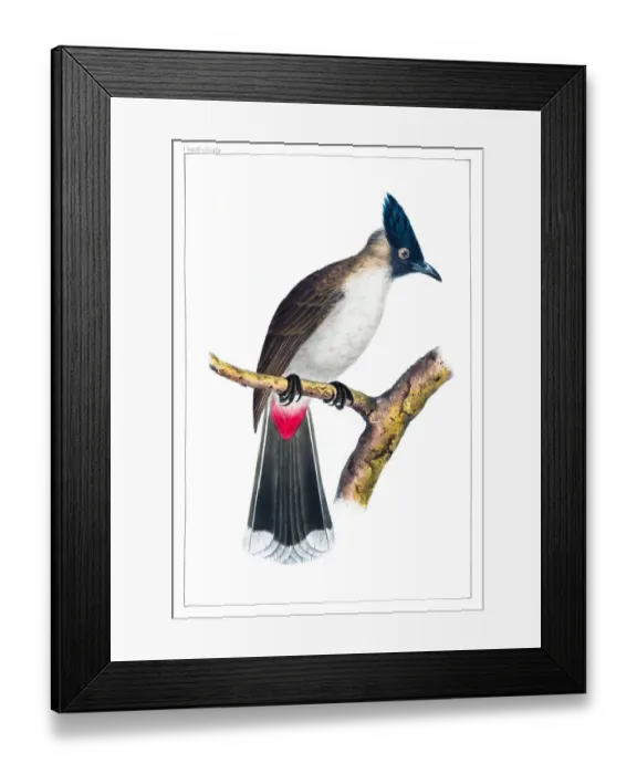 Framed Print : Bulbul bird macao engraving 1856 Framed Print : Bulbul bird macao engraving 1856