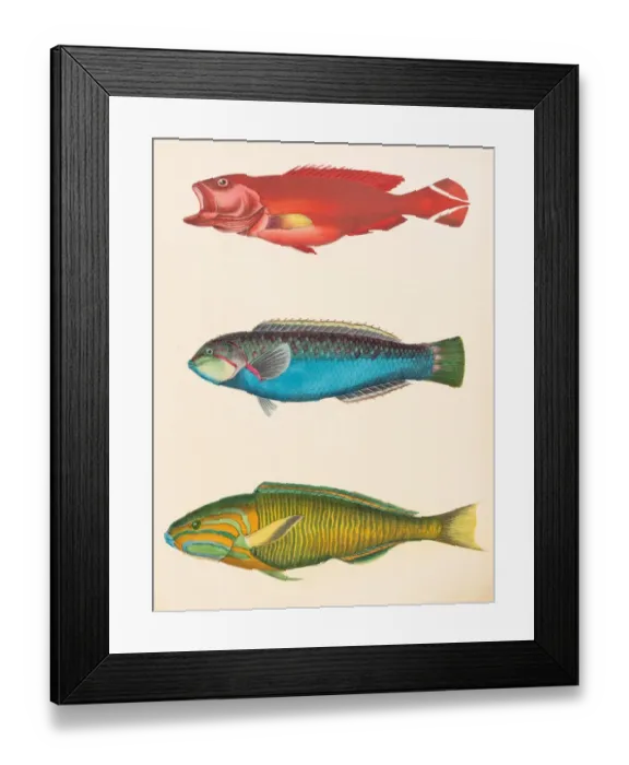 Framed Print : Tropical asian fishes illustration 1856 Framed Print : Tropical asian fishes illustration 1856
