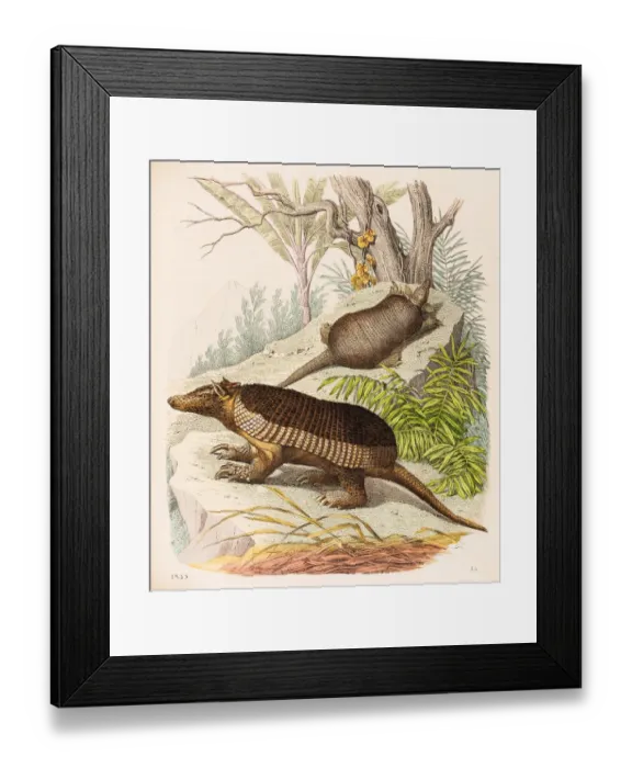 Framed Print : Armadillos illustration 1853