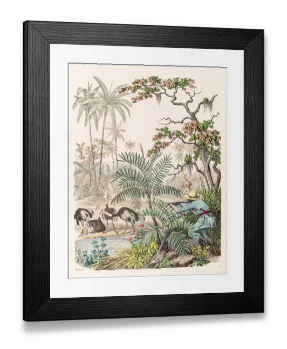 Framed Print : Hunting ostrich illustration 1853 Framed Print : Hunting ostrich illustration 1853