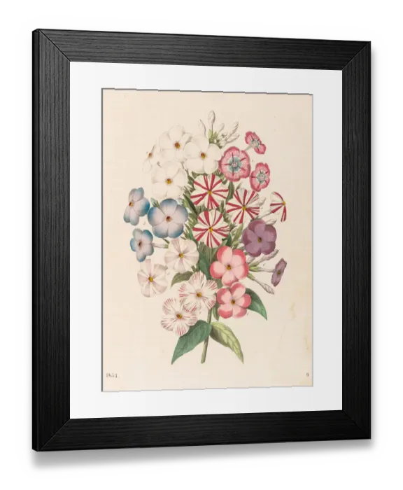 Framed Print : Perennial phlox flowers illustration 1853 Framed Print : Perennial phlox flowers illustration 1853