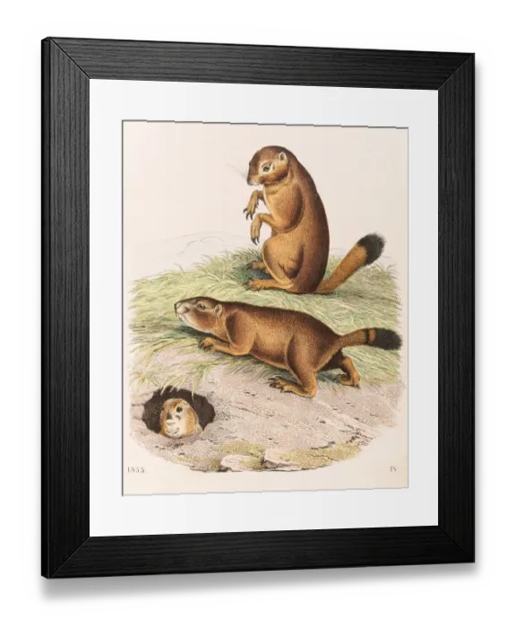 Framed Print : Prairie dog color illustration 1853 Framed Print : Prairie dog color illustration 1853