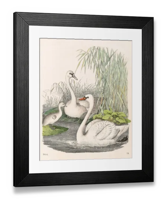 Framed Print : Swans illustration 1853 Framed Print : Swans illustration 1853