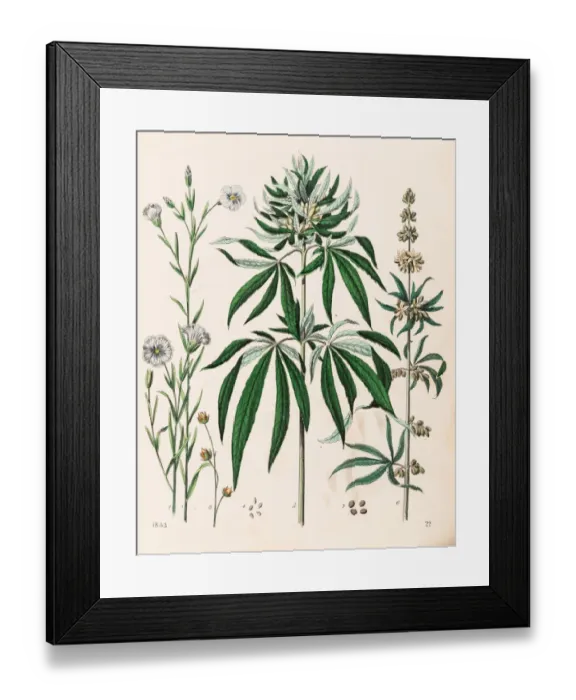 Framed Print : Cannabis plant illustration 1853 Framed Print : Cannabis plant illustration 1853