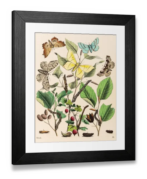 Framed Print : Looper moths butterflies engraving 1853