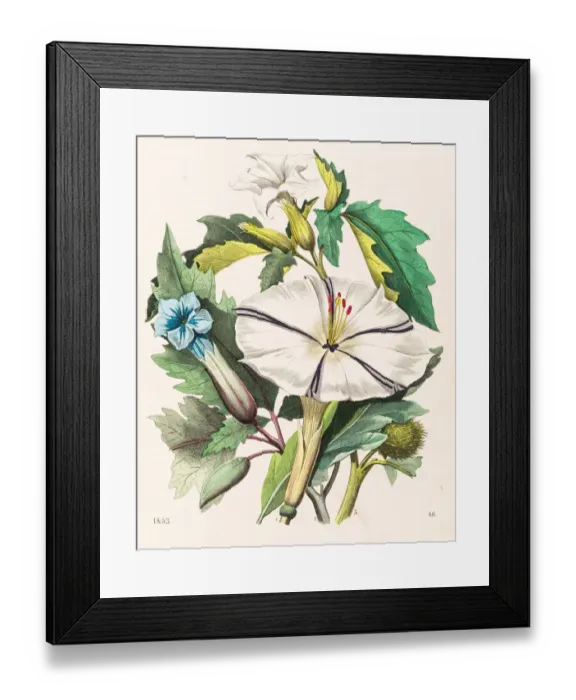 Framed Print : Thorn apple flower illustration 1853 Framed Print : Thorn apple flower illustration 1853