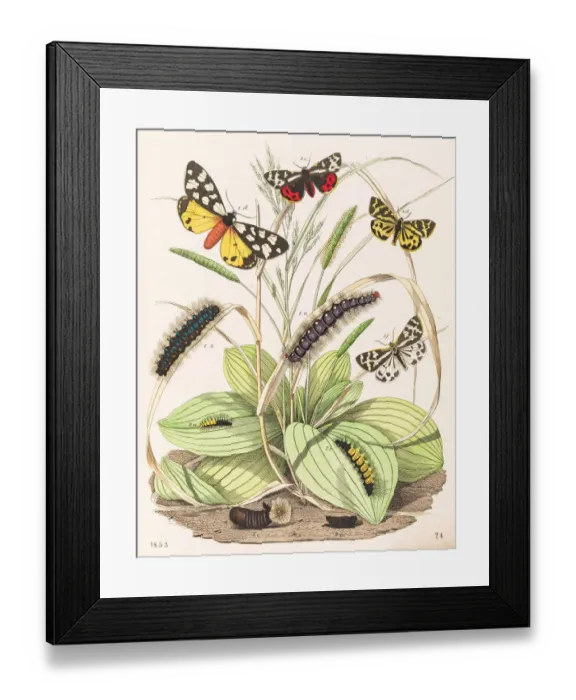 Framed Print : Tiger moths butterflies engraving 1853 Framed Print : Tiger moths butterflies engraving 1853