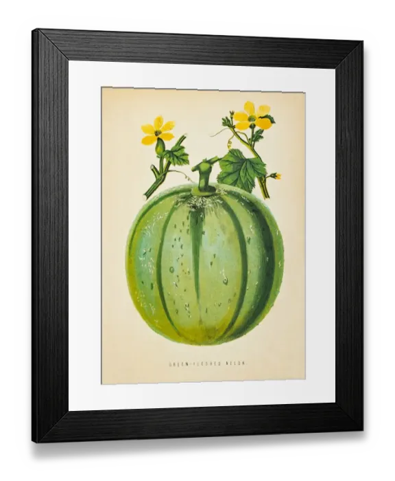 Framed Print : Green Melon illustration 1874 Framed Print : Green Melon illustration 1874