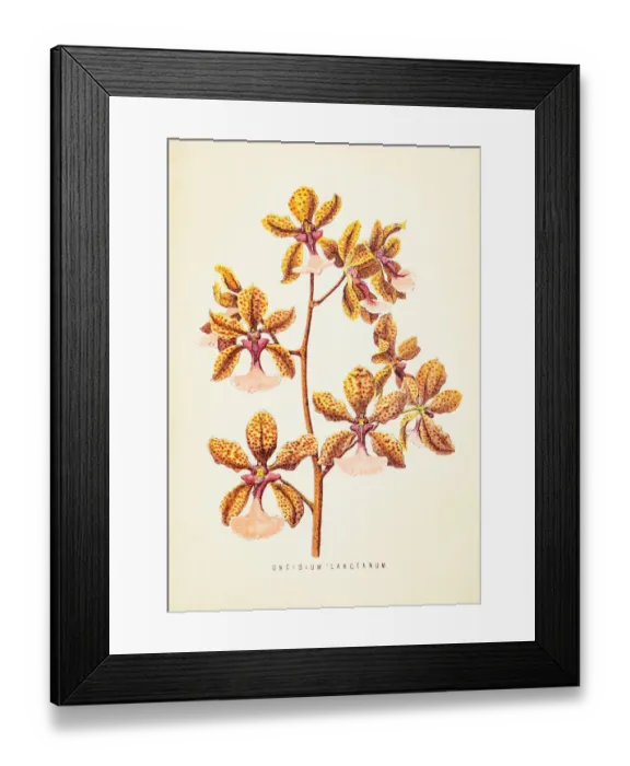 Framed Print : Orchid flower engraving 1874