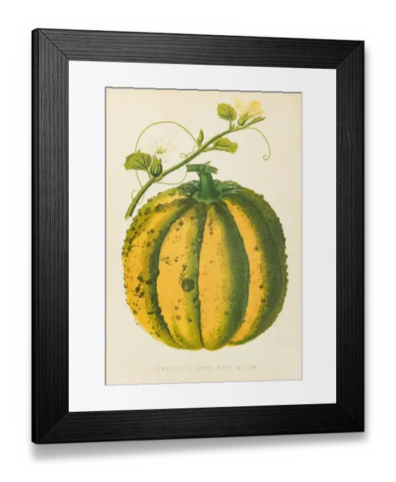 Framed Print : Cantaloupe Melon illustration 1874