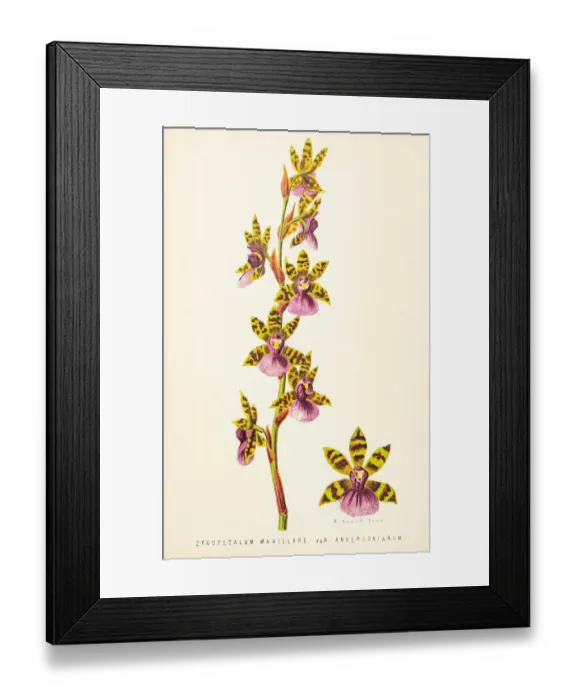 Framed Print : Orchid flower engraving 1874