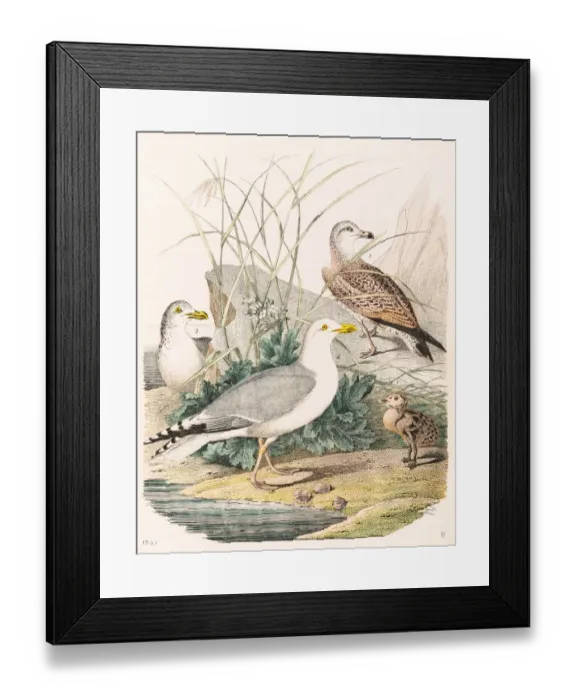 Framed Print : Herring gull engraving 1853 Framed Print : Herring gull engraving 1853