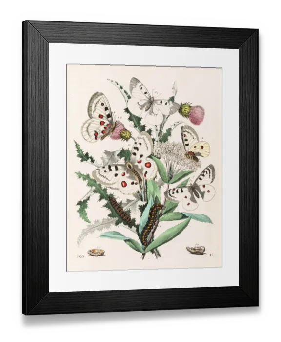 Framed Print : Apollo butterflies engraving 1853 Framed Print : Apollo butterflies engraving 1853
