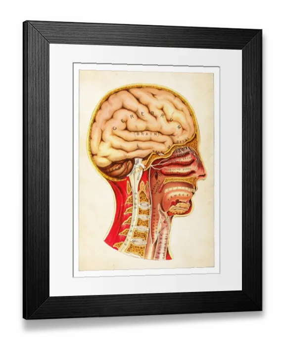 Framed Print : Human Anatomy illustration 1891 Framed Print : Human Anatomy illustration 1891