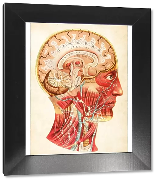 Brain medical illustration 1891